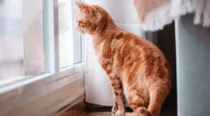 Justiça nega indenização a mulher que reclamou de gatos no trabalho Justiça nega indenização a mulher que reclamou de gatos no trabalho