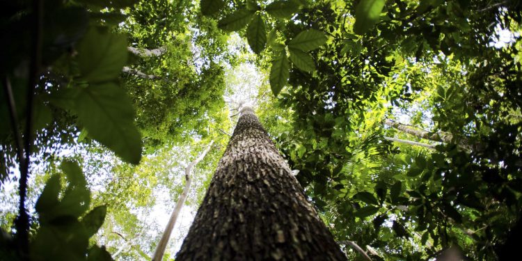 Programa vai formar empreendedores que apoiem floresta amazônica Programa vai formar empreendedores que apoiem floresta amazônica